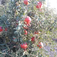 انار محمود آباد|خوردنی و آشامیدنی|جوادآباد, |دیوار