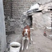 سگ دنبلانی حرفه ای