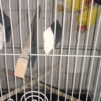 طوطی برزیلی|پرنده|لاران, |دیوار