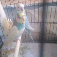 یک جفت مرغ عشق