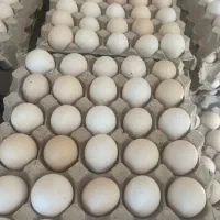 فروش تخم مرغ بومی و مرغ و خروس بومی اصل اصل|حیوانات مزرعه|اصفهان, بهارستان|دیوار