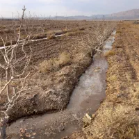 باغ پسته ودوساعت اب محمد ابادعلم