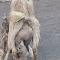 بز زایده با دو بزغاله خیلی استثنایی فقط بدوش