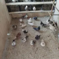 کفتر حسابی سرور،طوقی سرور مهر قیمت مناسب|پرنده|قم, نیروگاه|دیوار