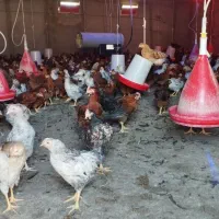 فروش نیمچه خروس|حیوانات مزرعه|مشگین شهر, |دیوار