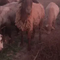 بره ماده هترو ۷ هشت ماهه