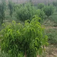 استخدام باغبان