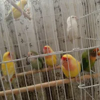 کوتوله برزیلی