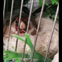 سهره ماده 3ساله کارداده