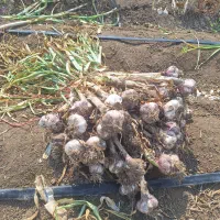 کارگر سیر نیاز مندم