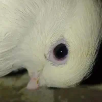 کبوتر دوکت موش|پرنده|هیرمند, |دیوار