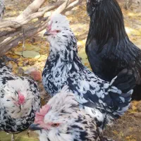 جوجه گلین|حیوانات مزرعه|مرودشت, رامجرد یک|دیوار