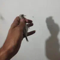 سهره طلایی|پرنده|شهرکرد, |دیوار