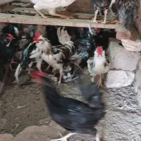 ۲۵ عدد خروس جوان گلین|حیوانات مزرعه|تهران, ائمه اطهار|دیوار