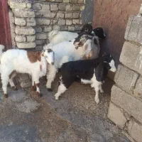 6تا بزغاله|حیوانات مزرعه|دزفول, |دیوار