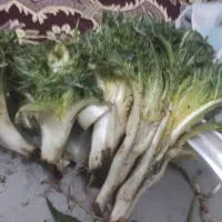 کنگر تازه تازه امروز چیده شده ترچک ترچک