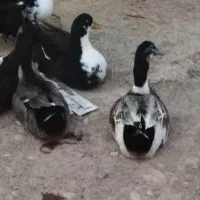 اردک محلی و مرغ خروس|حیوانات مزرعه|سعدآباد, |دیوار