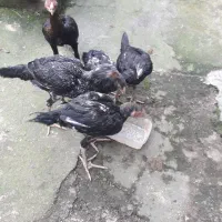 معاوضه با انگشتر نقره اصیل و از نژاد حسن زنجانی