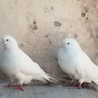 کفتر سفید بلند متوسط نک ریز