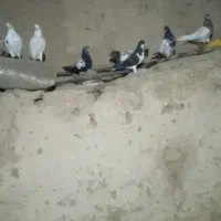 سار ساده سینه کله