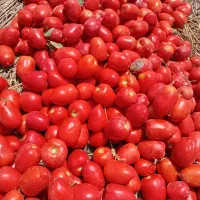 گوجه تازه چین