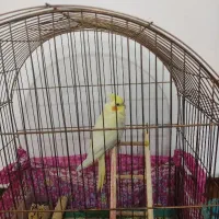 عروس هلندی ماده