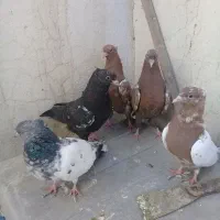 کله وسینه ۷تا باجوجه سینه سیاه وسرخ