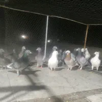 کفتر پلاکی پرشی|پرنده|شیراز, کرونی(خاتونک)|دیوار