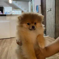 سگ پامرین خرسی|سگ|مشهد, قائم|دیوار