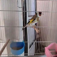 سهره سیره سهره قناری