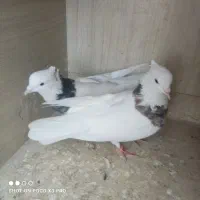 کبوتر طوقی|پرنده|محمدشهر, کوی بهار|دیوار