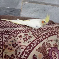 عروس هلندی لوتینو نر