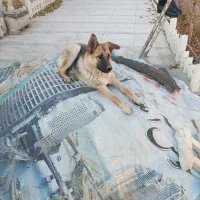 سگ ژرمن شپرد ماده هشت ماهه|سگ|ماهدشت, |دیوار