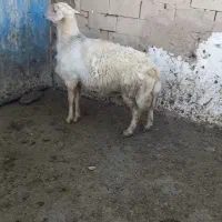 شیشک قوچ زانو زن|حیوانات مزرعه|خنداب, |دیوار