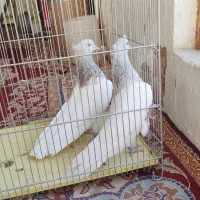 نروماده کله الماسی|پرنده|قم, شهرک فاطمیه|دیوار
