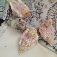 چهارتا عروس هلندی جوجه سرلاکی اماده دستی شدن