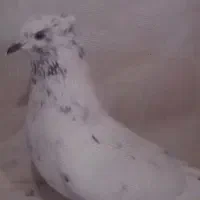 کفتر ماده کاکلی|پرنده|ری, دولت‌آباد|دیوار