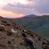 کود گوسفندی تمیز