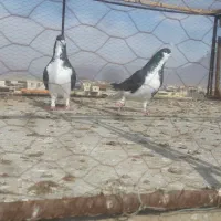 خوشرنگ سیاه نروماده