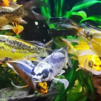 ماهی اکواریوم