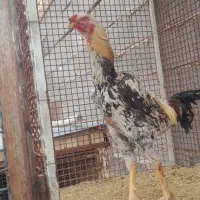 تخم مرغ نطفه دار لاری