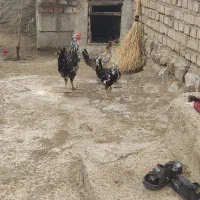 مرغ محلی|حیوانات مزرعه|سلماس, |دیوار