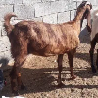 بز پاکستانی پازن نربز کهره|حیوانات مزرعه|رونیز, |دیوار