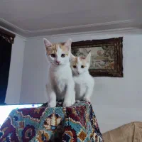 واگذاری گربه دوماهه همراه مادرشان