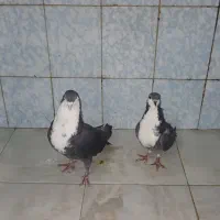 کبوتر کرباتی معاوضه طوطی عروس مینا|پرنده|مشهد, موعود|دیوار