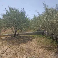 فروش دامداری|فروش دفتر صنعتی، کشاورزی، تجاری|میانه, |دیوار