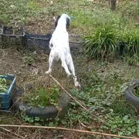 سگ شکاری،سیتر انگلیسی نر هفت ماهه  فی ۸