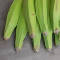 درخت موز|گل و گیاه طبیعی|گرگان, |دیوار