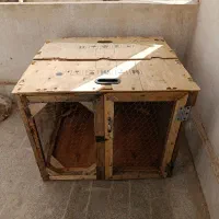 قفس کفتر و پرنده