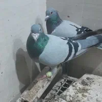 کبوتر پلاکی|پرنده|ویسیان, |دیوار